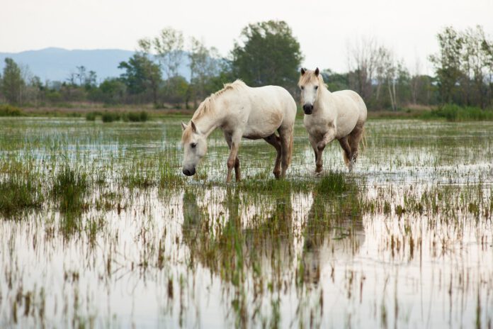 Camargue hesten