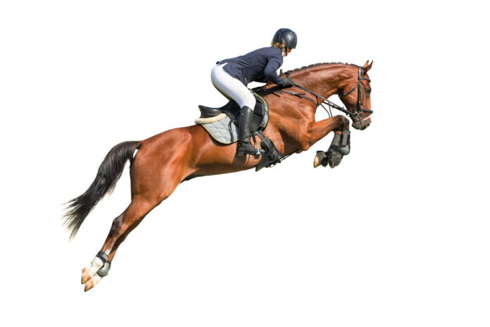 Hest springer