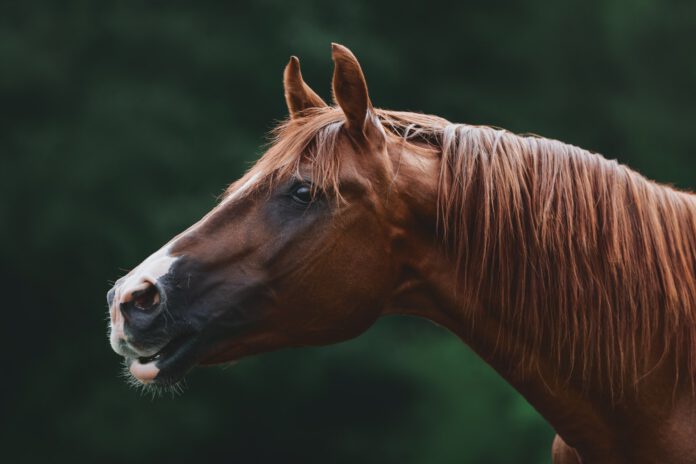 Hest vrinsker
