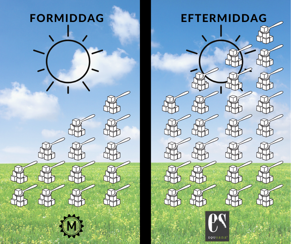 Sukker i græs ved indgræsning af hest. 