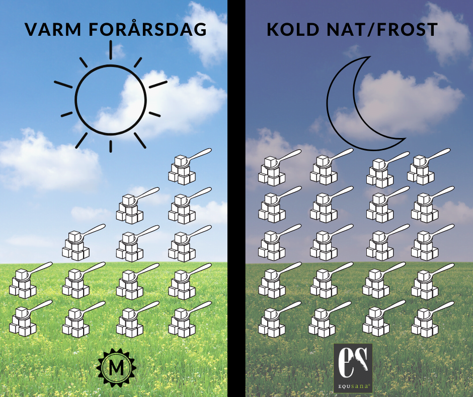Sukker i græs ved indgræsning af hest. 
