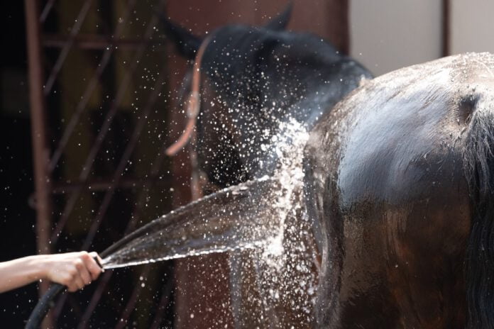 Vask af hest