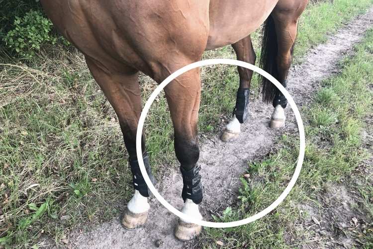 Hest på løbesti