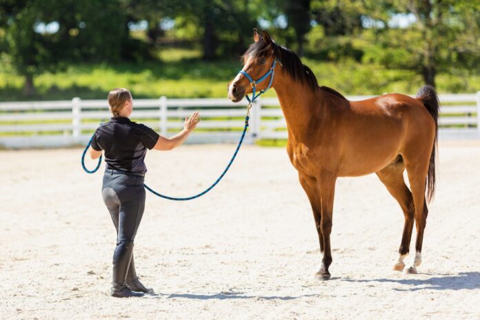 hest og rytter fra jorden