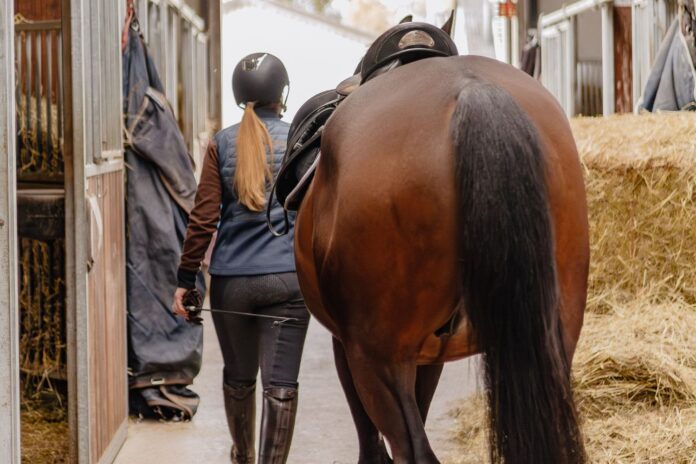 Rytter og hest