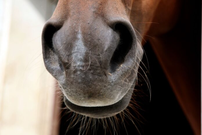 mule