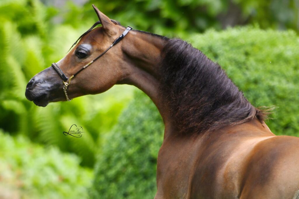 miniaturehest