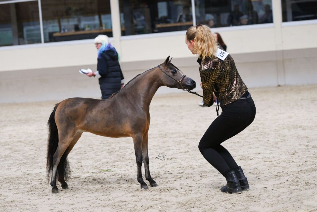 miniaturehest
