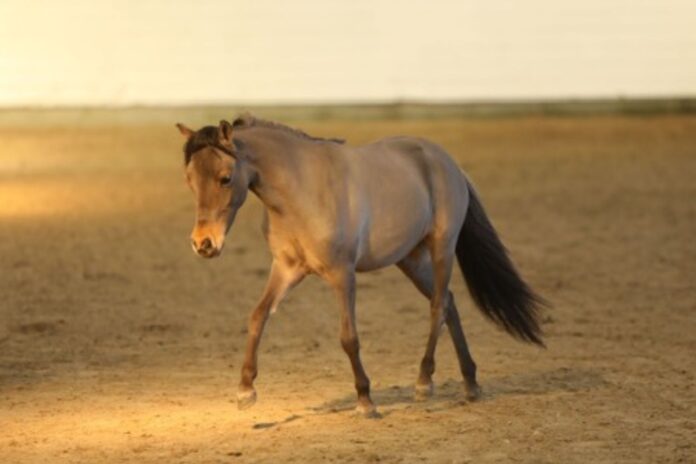 miniaturehest